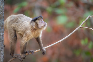 Capuchin Monkey Looking up