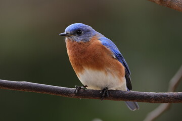 North Carolina Birds from backyard