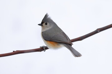 North Carolina Birds from backyard