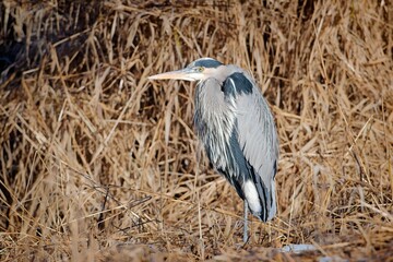   Side view of a heron in tall grass.