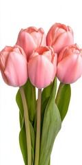 Close up view of a bouquet of five light pink tulips with green leaves against a white background. The tulips are in full bloom, showcasing their