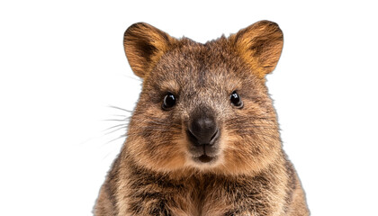 Obraz premium Quokka isolated on transparent background
