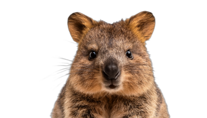 Quokka isolated on transparent background