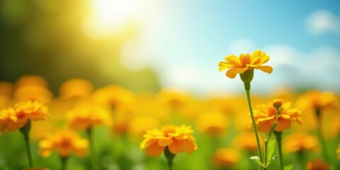 Obraz premium A Vibrant Field of Sunlit Yellow Flowers, One Standing Tall in the Foreground, Basking in the Warm Golden Rays of a Summer Day