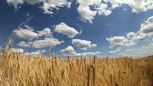 Kornfeld in Deutschland. Anbau von Getreide Weizen und Gerste auf dem Acker Feld