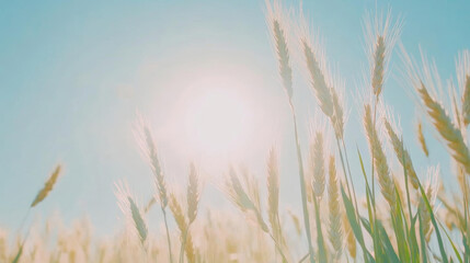 Obraz premium Sunlight shines over golden wheat field, creating serene atmosphere