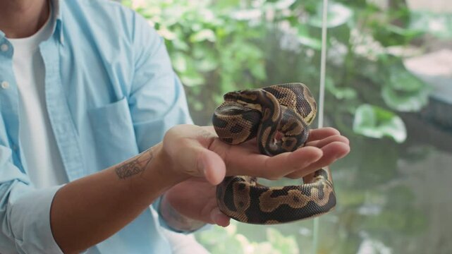 Cropped shot of anonymous tattooed man holding exotic snake in hands at indoor setting, copy space