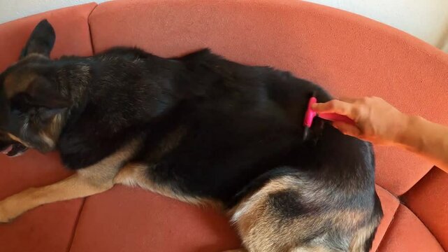Ein Deutscher Sch&auml;ferhund wird geb&uuml;rstet. Der Hund befindet sich im Fellwechsel und verliert Haare.