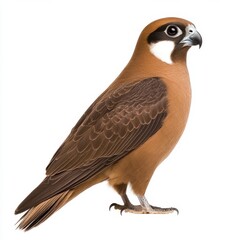 Fototapeta premium Brown falcon perched on a white background, detailed view of its feathers and talons