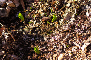 Hyacinth in spring