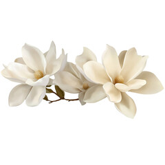 Fototapeta premium Elegant white magnolia flowers create serene and calming atmosphere