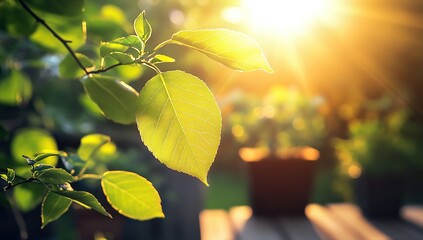 Closeup of a Green Leaf Backlit by Sunlight in a Garden