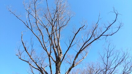 冬の住宅地の公園の欅の枯れ木風景