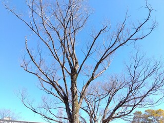冬の住宅地の公園の欅の枯れ木風景