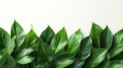 Lush arrangement of tropical leaves forming a green horizontal border, symbolizing nature, greenery, eco-friendly living, and tropical landscapes for design use