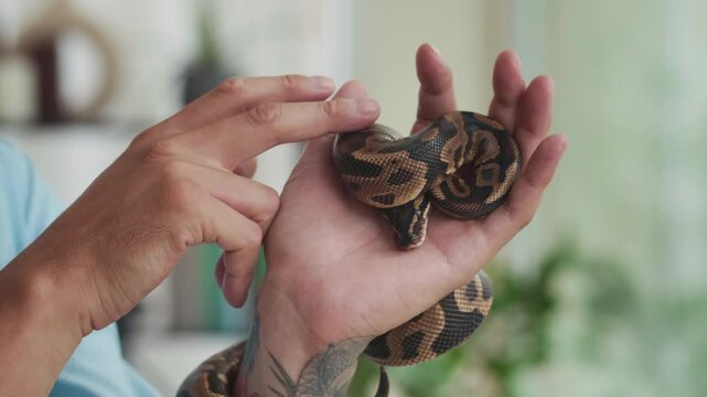 Close up shot of hands of tattooed man stroking skin of domestic python snake indoors