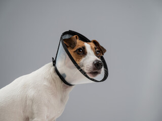Jack Russell Terrier Dog in a Cone Collar After Surgery. 