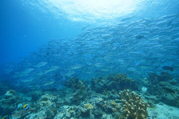 Beautiful Sipadan