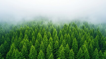 Fototapeta premium Lush green coniferous trees blanket the landscape, partially obscured by a soft mist, creating a serene and tranquil forest scene.