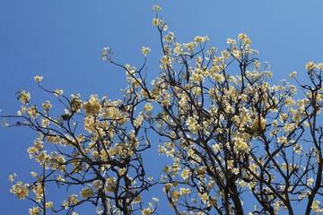 Pale yellow flowering tree Heterophragma sulfureum from deciduous forest in Northern Thailand