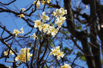 Pale yellow flowering tree Heterophragma sulfureum from deciduous forest in Northern Thailand