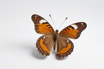 Naklejka premium there is a butterfly that is sitting on a white surface