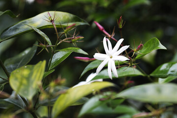 angel wing jasmine (Jasminum laurifolium) flower close up