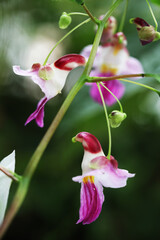 Fototapeta premium Parrot balsam flower (Impatiens psittacina)