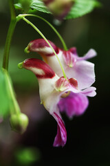 Parrot balsam flower (Impatiens psittacina)
