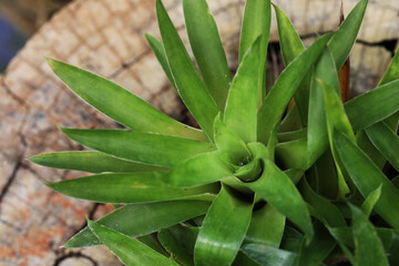 Obraz premium Rare carnivorous plant from bromeliad group (Catopsis sp.)