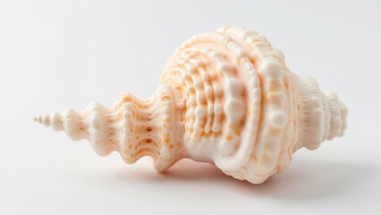 sea shells isolated on white background - Generative AI