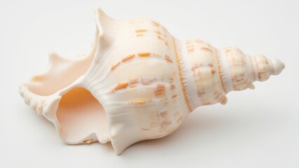 Close-up of a seashell isolated on a white background - Generative AI