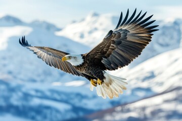 Majestic bald eagle soaring over snowy mountain range