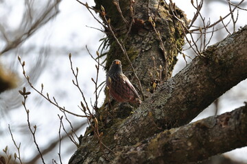 In February of the harsh winter ,Japanese green alder began to show leaf buds and inflorescences