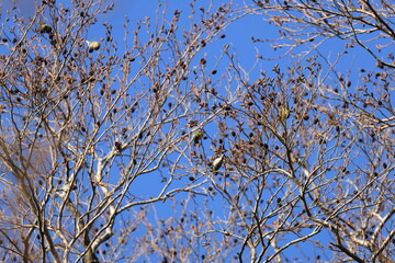  In February of the harsh winter ,Japanese green alder began to show leaf buds and inflorescences