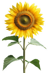 Obraz premium vibrant sunflower with bright yellow petals and detailed center stands tall against transparency background, showcasing its natural beauty and intricate patterns