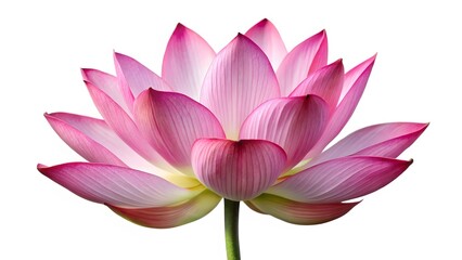 Fototapeta premium Pink Lotus Flower Blossom