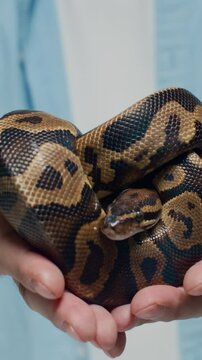 Vertical shot of hands of anonymous person holding mottled pet python in front of camera