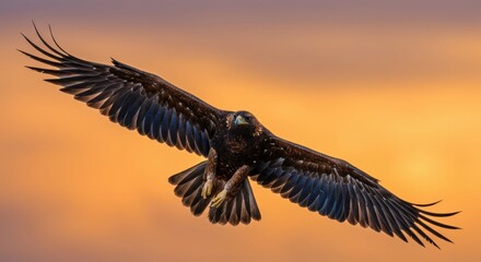 Fototapeta premium Majestic eagle soaring through a vibrant sunset sky, showcasing its wingspan and natural grace - mexican eagle