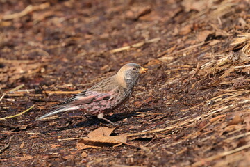 Rosy Finch migrating from the northern country to Japan and wintering in low mountains