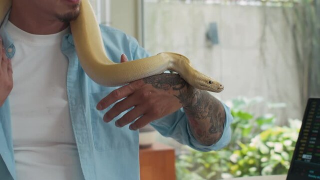 Cropped shot of tattooed owner spending time with domestic albino python snake at home