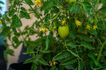 Unripe Green Cherry Tomatoes on the Vine - Organic Tomato Plant