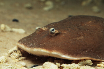 finless sleeper ray (Temera hardwickii) Electric ray fish face close up