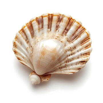 Single scallop shell isolated on white background.