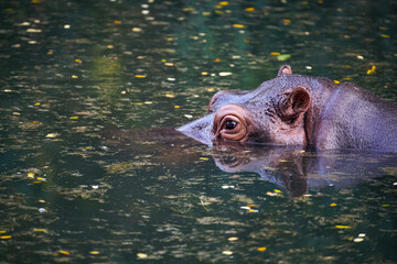 Head of hippopotamus above surface of water