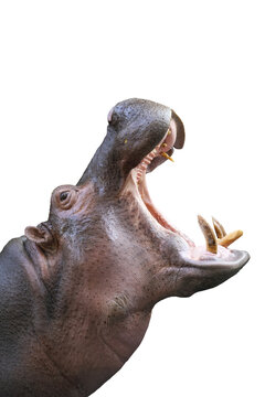 hippopotamus  with a wide open mouth displaying dominance isolated