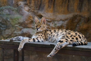 serval in a zoo