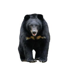 Fototapeta premium asiatic black bear isolated on white background