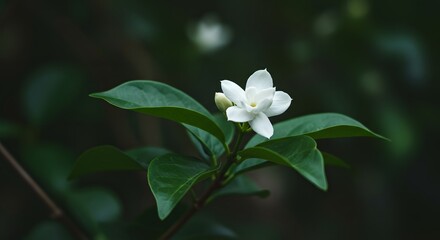 Obraz premium Close-Up of a White Flower Blooming Amidst Green Leaves in a Natural Setting