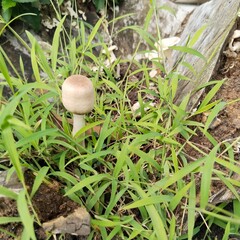 mushroom in the grass